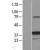 Western Blot: HSD11B1 Lysate [NBL1-11718] - Western Blot experiments. 
Left-Control; Right -Over-expression Lysate for HSD11B1